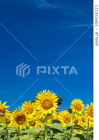 《東京都》満開のひまわり畑・清瀬ひまわりフェスティバル 106658121