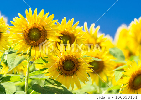 《東京都》満開のひまわり畑・清瀬ひまわりフェスティバル 《東京都》満開のひまわり畑・清瀬ひまわりフェスティバル 106658131