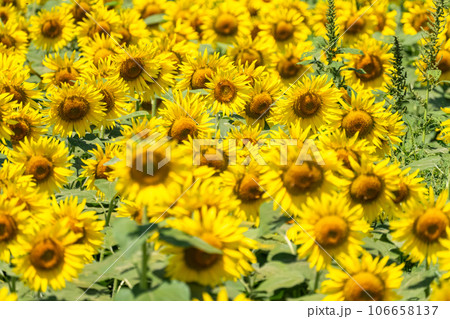 《東京都》満開のひまわり畑・清瀬ひまわりフェスティバル 106658137