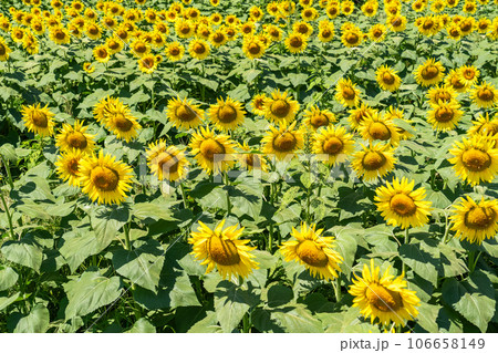 《東京都》満開のひまわり畑・清瀬ひまわりフェスティバル 106658149