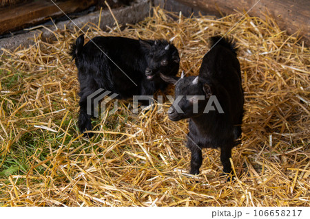 Animals goats eating in the farm. Domestic farm chews. Agriculture and ecology dairy . Full udder with milk, food for little kids, livestock raising on the farm, farming, walking pets on the ranch 106658217