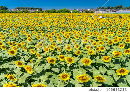 《東京都》満開のひまわり畑・清瀬ひまわりフェスティバル 106658238