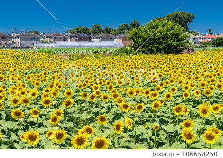 《東京都》満開のひまわり畑・清瀬ひまわりフェスティバル 106658250