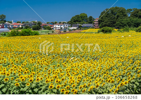 《東京都》満開のひまわり畑・清瀬ひまわりフェスティバル 106658268