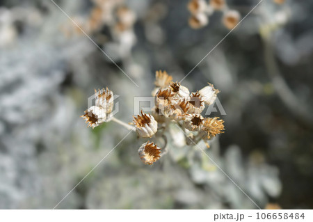 Silver ragwort 106658484