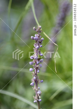 Big blue lilyturf Big blue lilyturf 106658512
