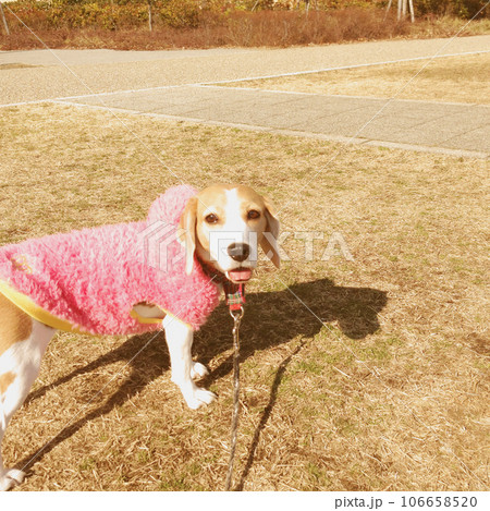 お散歩が楽しいビーグル犬 106658520