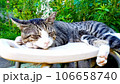庭の猫 106658740