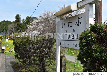 小湊鉄道　飯給　いたぶ　飯給駅　春　菜の花　桜　青空　汽車　SL　蒸気機関車　水田　水鏡　らんまん 106658875
