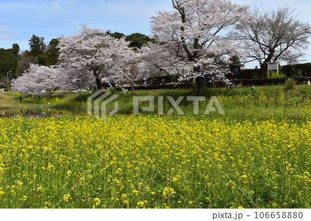 小湊鉄道　飯給　いたぶ　飯給駅　春　菜の花　桜　青空　汽車　SL　蒸気機関車　水田　水鏡　らんまん 106658880