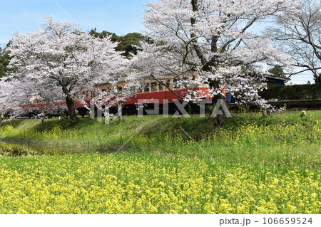 小港鉄道　飯給　いたぶ　飯給駅　こみなとてつどう　千葉県　市原市　蒸気機関車　SL 桜　菜の花　春 106659524