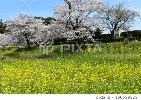 小港鉄道 飯給 いたぶ 飯給駅 こみなとてつどう 千葉県 市原市 蒸気機関車 SL 桜 菜の花 春 小港鉄道 飯給 いたぶ 飯給駅 こみなとてつどう 千葉県 市原市 蒸気機関車 SL 桜 菜の花 春 106659525