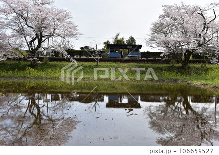 小港鉄道 飯給 いたぶ 飯給駅 こみなとてつどう 千葉県 市原市 蒸気機関車 SL 桜 菜の花 春 小港鉄道 飯給 いたぶ 飯給駅 こみなとてつどう 千葉県 市原市 蒸気機関車 SL 桜 菜の花 春 106659527