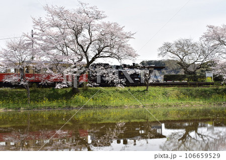 小港鉄道　飯給　いたぶ　飯給駅　こみなとてつどう　千葉県　市原市　蒸気機関車　SL 桜　菜の花　春 106659529