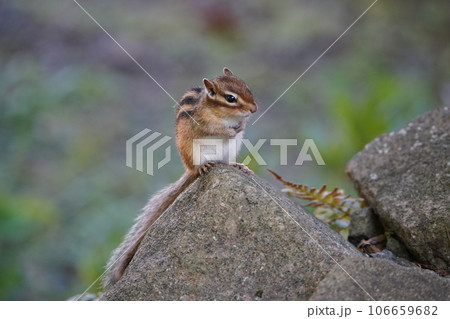 前足が可愛いシマリス 106659682
