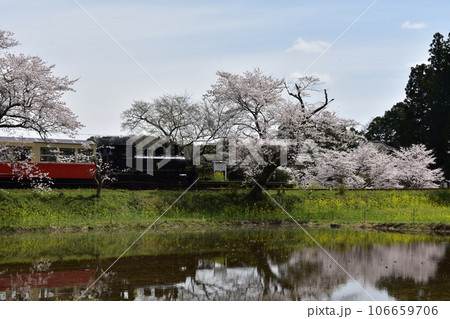 小港鉄道　飯給　いたぶ　飯給駅　桜　菜の花　春の小港鉄道　千葉県　市原市　房総半島　SL　蒸気機関車 106659706