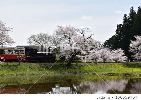 小港鉄道　飯給　いたぶ　飯給駅　桜　菜の花　春の小港鉄道　千葉県　市原市　房総半島　SL　蒸気機関車 106659707