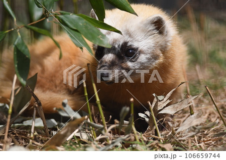 ホンドテン5 106659744