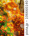 紅葉の落ち葉 106660140