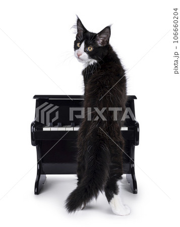 Cat with piano on white background 106660204