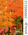 紅葉したもみじ 106660212