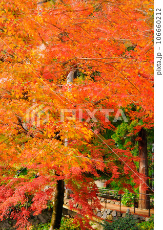 紅葉したもみじ 106660212