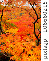 紅葉したモミジ 106660215