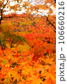 秋の紅葉、真っ赤なモミジ、秋、庭園の風景、山の中の真っ赤に紅葉 106660216