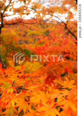 秋の紅葉、真っ赤なモミジ、秋、庭園の風景、山の中の真っ赤に紅葉 106660216