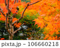 鮮やかな紅葉 106660218