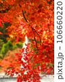 真っ赤な紅葉 106660220
