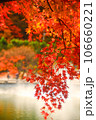 赤い紅葉 106660221