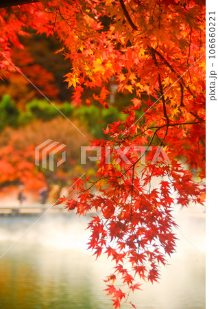 赤い紅葉 106660221