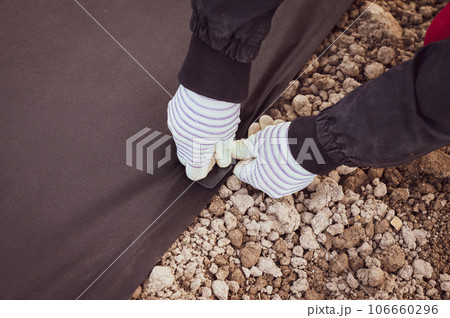 A person hammers a plastic stake into the ground to hold the agrofibre on the ground. 106660296