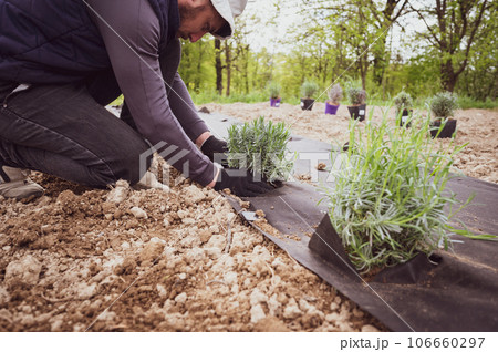 A person plants a lavender bush seedling in the soil, which is covered with agrofiber from weeds A person plants a lavender bush seedling in the soil, which is covered with agrofiber from weeds 106660297