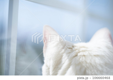窓の外を眺める猫 窓の外を眺める猫 106660468