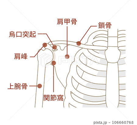 肩甲骨と鎖骨、上腕骨の名称とその解剖学構造 106660768