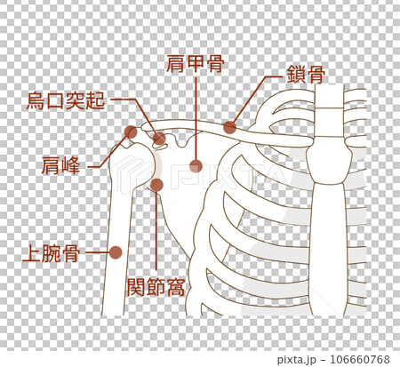 肩甲骨と鎖骨、上腕骨の名称とその解剖学構造 106660768