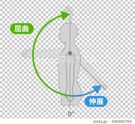 肩関節の動作と運動方向 106660769