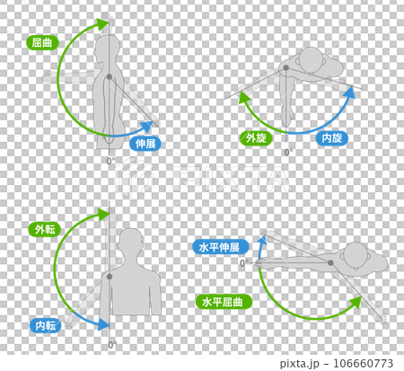 Movement and direction of shoulder joint 106660773