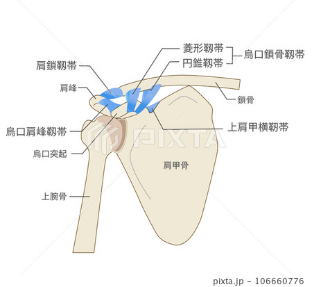 肩鎖靱帯と肩甲骨の解剖学的構造 106660776