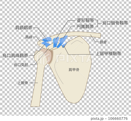 肩鎖靱帯と肩甲骨の解剖学的構造 106660776