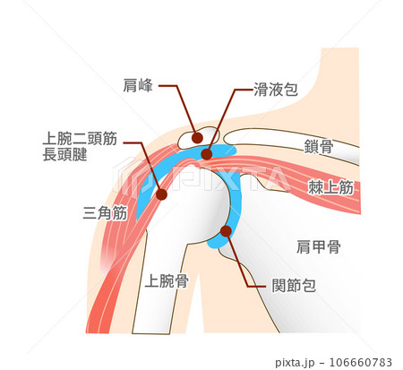 肩関節周辺の筋肉や解剖学的構造のイラスト素材 [106660783] - PIXTA