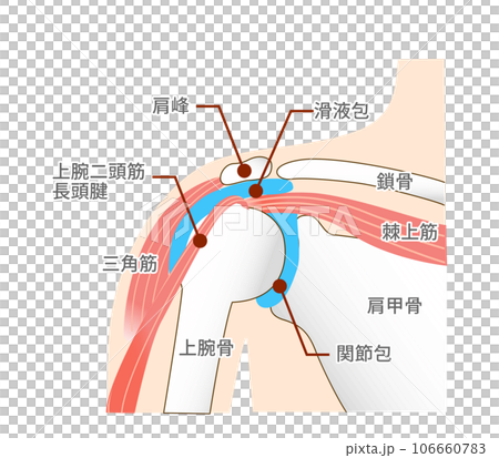 肩関節周辺の筋肉や解剖学的構造 106660783