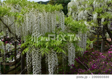 あしかがフラワーパーク　栃木県　足利市　藤　藤の花　フジ　ふじ　大藤　藤色　紫　藤移植　藤棚　藤引越 106660880