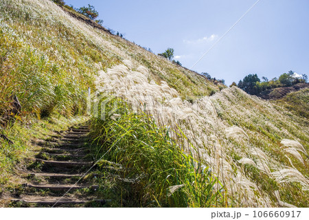 ススキの名所【曽爾高原・奈良県】 ススキの名所【曽爾高原・奈良県】 106660917