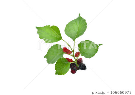 Mulberry fruits isolated on white background. 106660975