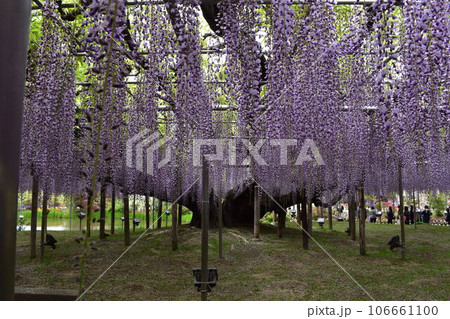 あしかがフラワーパーク　藤　ふじ　フジ　栃木県　足利市　両毛線　大藤　樹齢百六十年　奇跡の大藤　引越 106661100