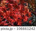 紅葉 106661242