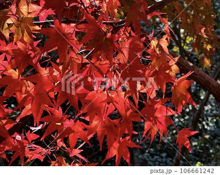 紅葉 紅葉 106661242